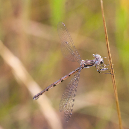 Macro of a damselfly eating a moth.  Damselfly is covered in the scales of the moth's wings.の写真素材