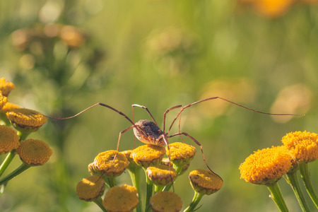 Macro of a daddy longlegs spider resting on tansy flowers.