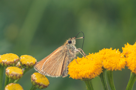 Macro of a European Skipper drinking from a tansy flower.の写真素材