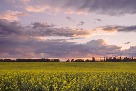 Stormy clouds at sunset over a canola field.の写真素材