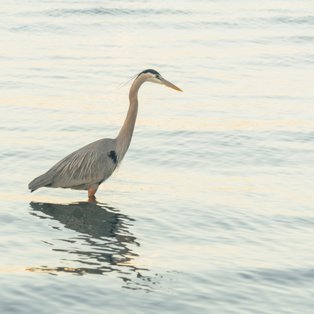 Great blue heron standing in the ocean.