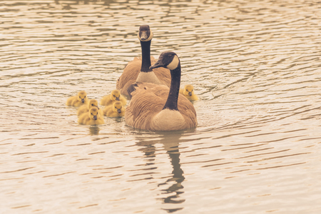 Family of canada geese including six goslings swimming.の写真素材