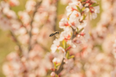 Macro of a hoverfly in inflight to pink blossoms.