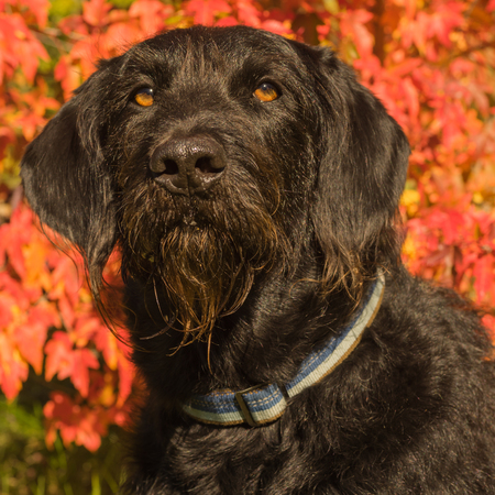 Portrait of a labradoodle dog sitting infront of red brush.の写真素材
