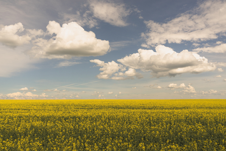 Wide Angle Landcape of Blooming Canola Field with blue cloudy sky.の写真素材