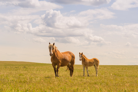 Brown mare and foal standing in a green pasture under a cloudy sky.の写真素材