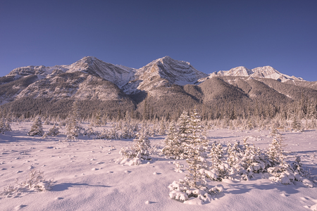 Untoched snow landscape with trees and a mountain.の写真素材