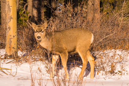 A mule deer in the forest in winter.の写真素材