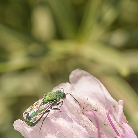 Mcaro of a green cuckoo wasp sitting on a pink flower.の写真素材
