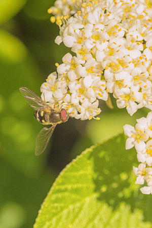 Macro of hoverfly collecting pollen from white flowersの写真素材