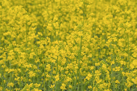 Close up view of golden yellow flowers in a field of canolaの写真素材