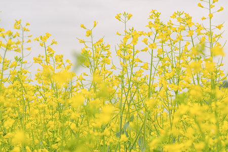 Close up of Canola blossoms with smokey sky behindの写真素材