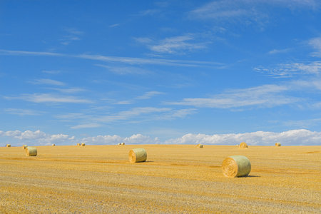 Landscape of hay bales on the prairie with a big blue sky, Alberta, Canadaの写真素材
