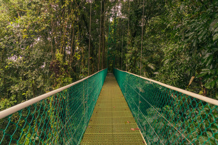 Landscape of a green suspension bridge in the rain forest, Costa Ricaの写真素材