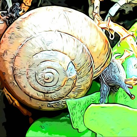 Snail is a mollusk with a single spiral shell into which the whole body can be withdrawn.の写真素材