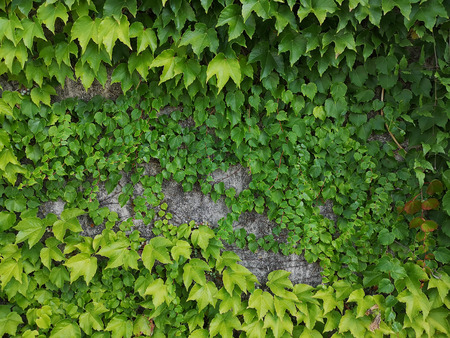 Ivy plant on the wall