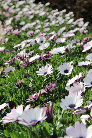 Daisies bush with blue backgroundの写真素材