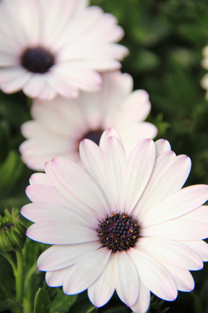 Daisies bush with blue backgroundの写真素材