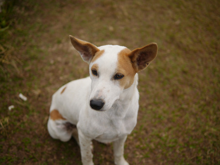 White dog with blur backgroundの写真素材