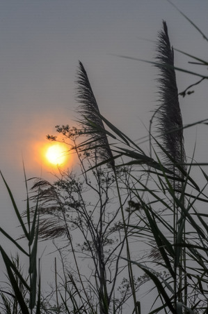 Silhouette of grass flower with sunset backgroundの写真素材