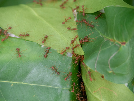Fire ant making nest on grean leafの写真素材