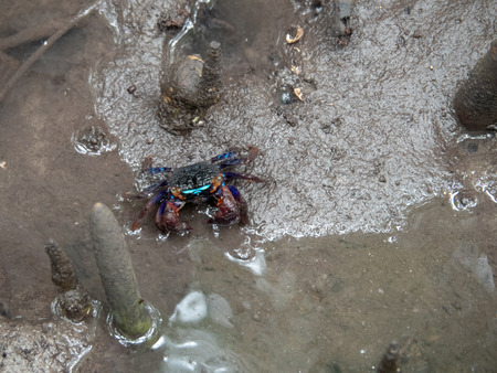 Sesarma mederi crab at Kung Krabean, Thailandの写真素材