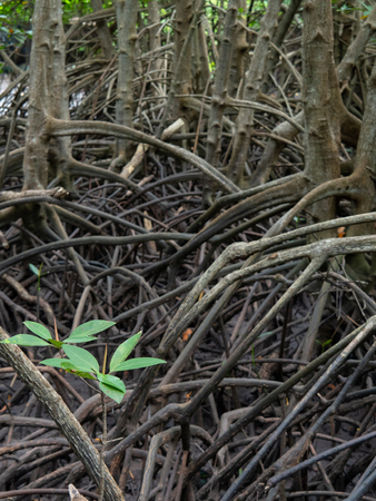 Mangrove forest at Kung Krabean, Chantraburi