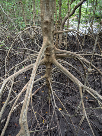 Mangrove forest at Kung Krabean, Chantraburiの写真素材