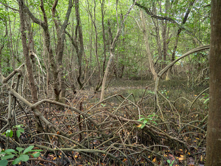 Mangrove forest at Kung Krabean, Chantraburiの写真素材