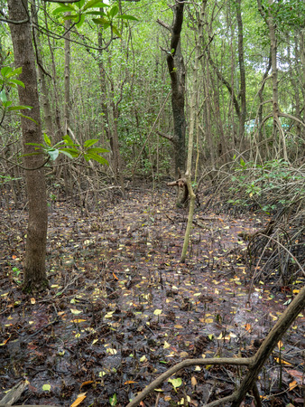 Mangrove forest at Kung Krabean, Chantraburiの写真素材