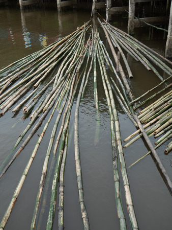 Bamboo for raftingの写真素材