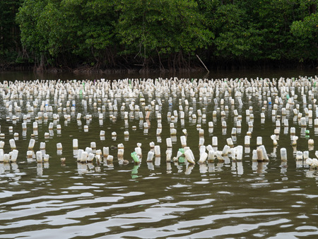 Oyster farm by hanging with plastic bottle, Kung Krabean Bay, Thailandの写真素材