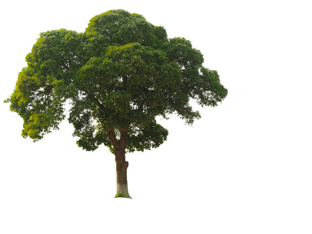 Isolated picture of green treeの写真素材