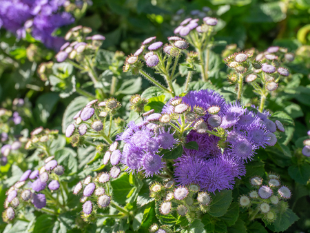 Pink Ageratum flower in sun lightの写真素材