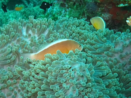 Sea anemone and clownfishの写真素材