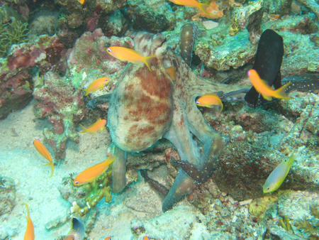 Octopus underwater, Thailandの写真素材