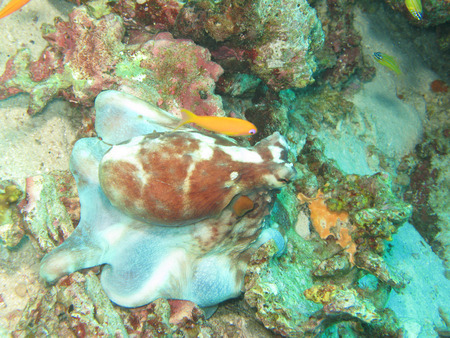 Octopus underwater, Thailandの写真素材