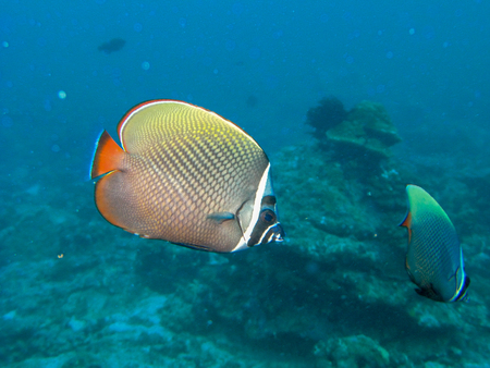 redtail butterfly fish, with blur background, Thailandの写真素材