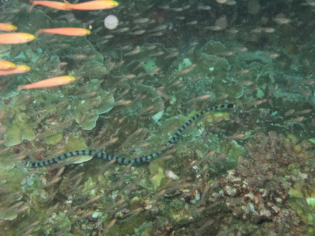 Sea snake, Thailand