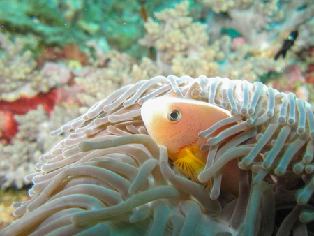 Sea anemone and clownfishの写真素材