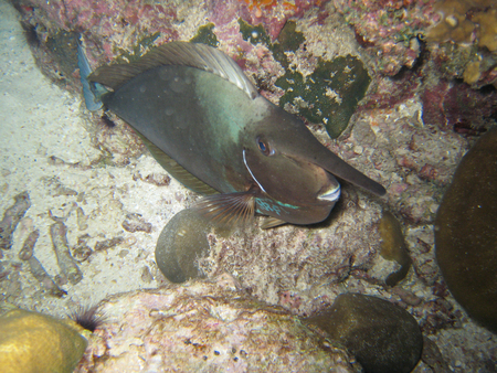 Unicorn fish, Thailandの写真素材