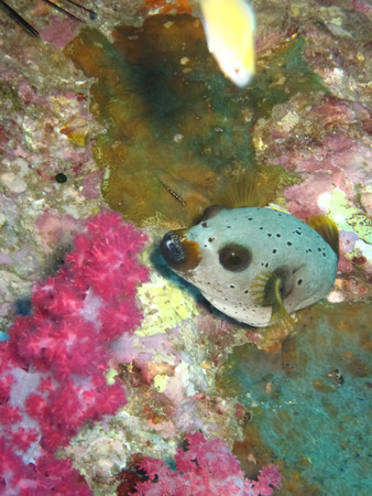 Black Spotted Puffer fish, Thailandの写真素材