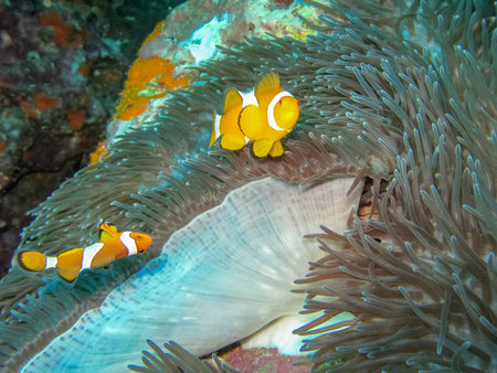 Sea anemone and clownfishの写真素材