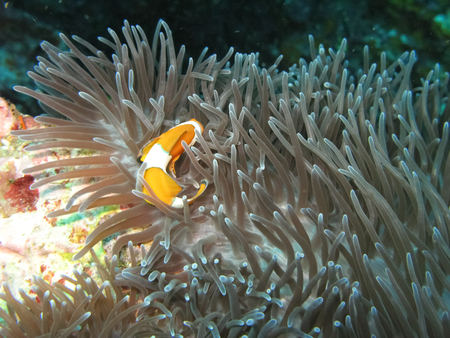 Sea anemone and clownfishの写真素材