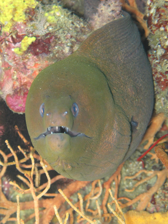 White eye Moray in ocean
