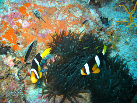 Sea anemone and clownfishの写真素材