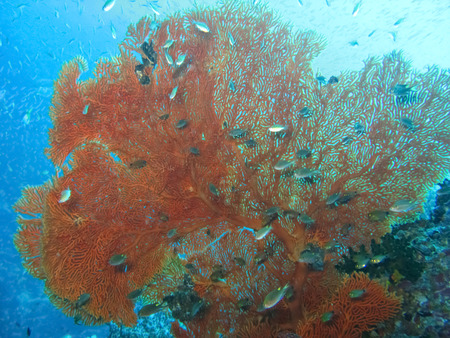Fan sea with fish, Thailandの写真素材