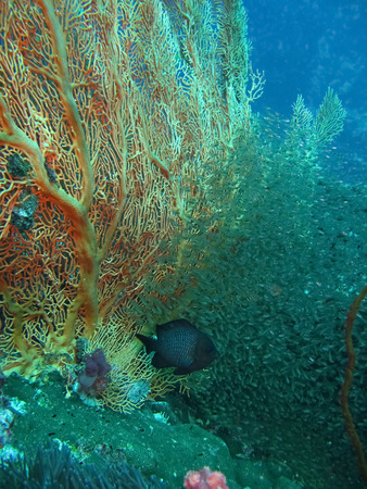 Fan sea with fish, Thailandの写真素材