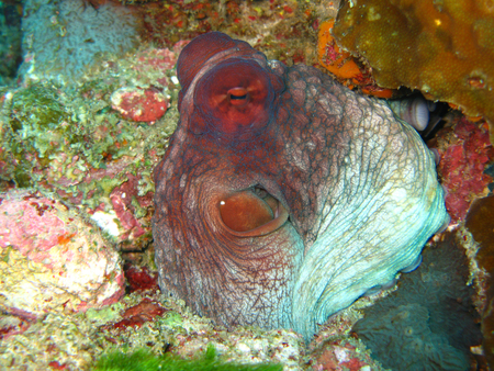 Octopus underwater, Thailandの写真素材