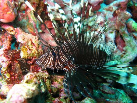 scorpaenidae fish, Thailandの写真素材